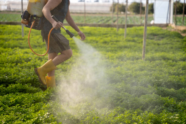 Best Affordable Pest Control Services  in Little Elm, TX