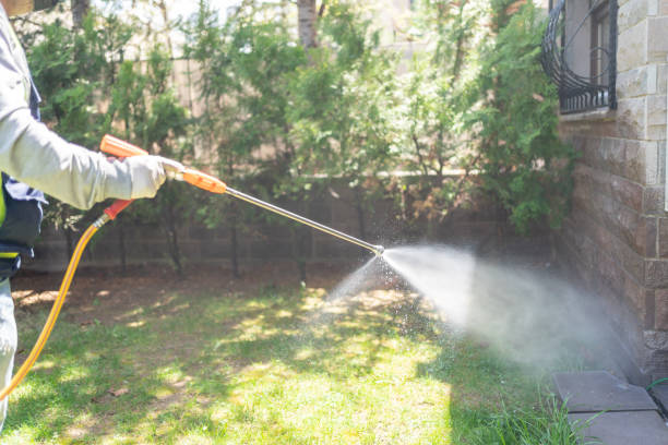 Best Local Pest Control Services  in Little Elm, TX