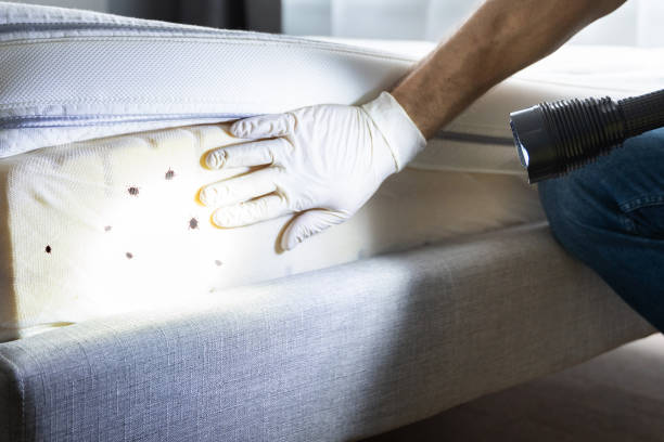 Best Affordable Pest Control Services  in Little Elm, TX