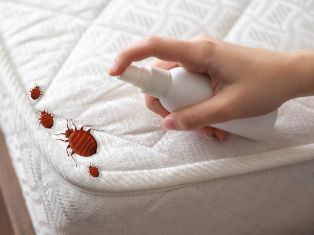 Best Local Pest Control Services  in Little Elm, TX