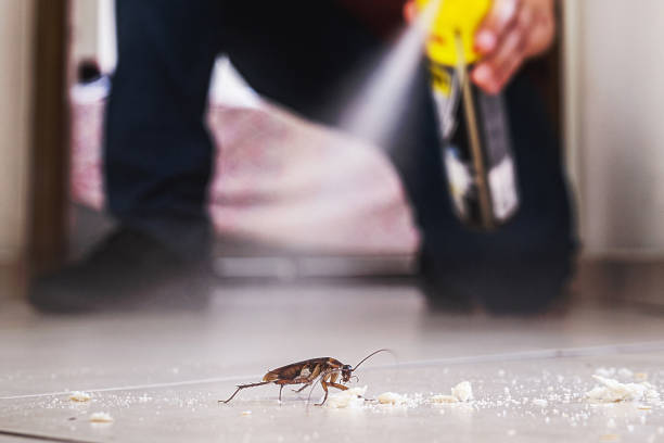 Best Best Pest Control Companies  in Little Elm, TX