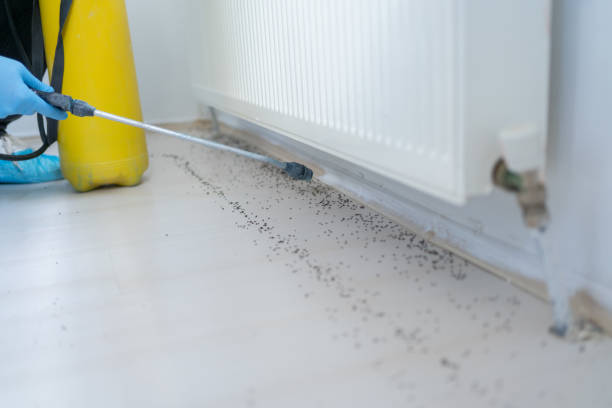 Best Local Pest Control Services  in Little Elm, TX