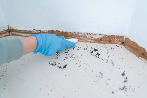 Best Commercial Pest Control Services  in Little Elm, TX