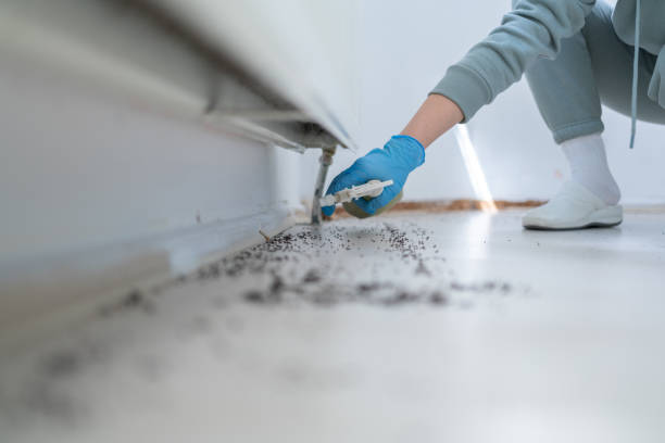 Best Exterminator Services  in Little Elm, TX