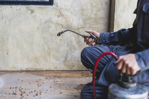 Best Pest Control Near Me  in Little Elm, TX